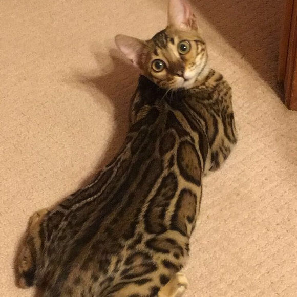 ilovebengals